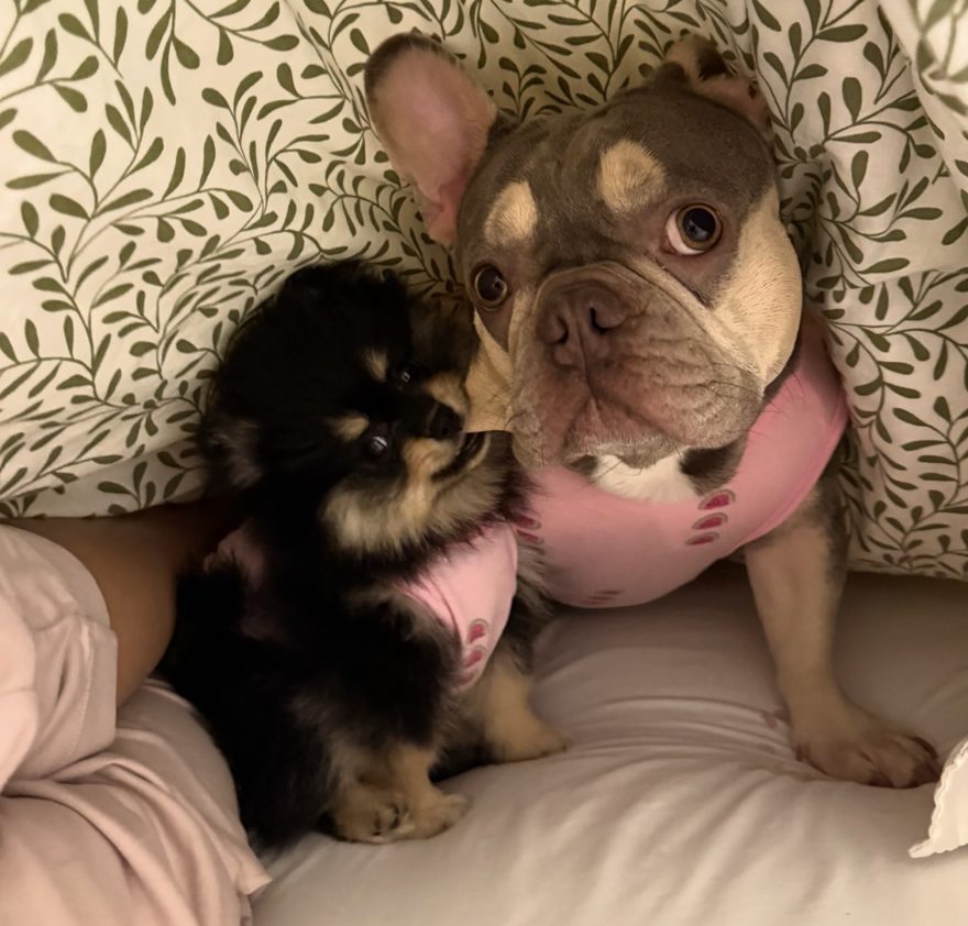 A phone snapshot of a French bulldog and a Pomeranian sitting together on a bed in matching pink tops